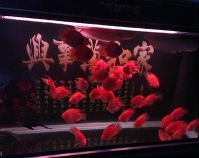 圖騰龍魚(yú)多少錢(qián)一只：圖騰龍魚(yú)價(jià)格因種類(lèi)和來(lái)源不同而有所差異