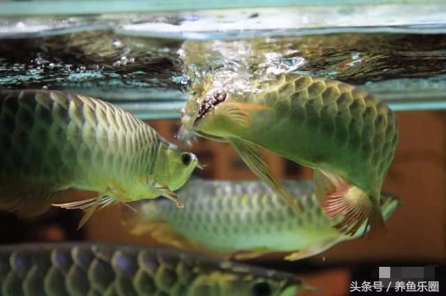 給龍魚喂食草金怎樣消毒最好（給龍魚喂食草金前，高錳酸鉀是一種常用的消毒劑，鹽水消毒的注意事項）
