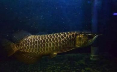關(guān)燈后龍魚在下層游為什么（關(guān)燈后，龍魚在關(guān)燈后的下層游動(dòng)可能由多種原因造成）