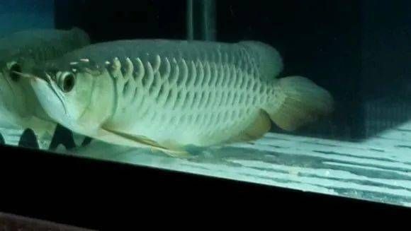 關(guān)燈后龍魚在下層游為什么（關(guān)燈后，龍魚在關(guān)燈后的下層游動(dòng)可能由多種原因造成）