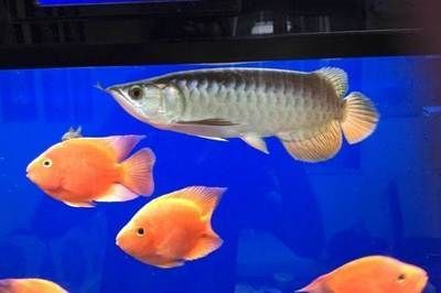北京哪里有賣(mài)龍魚(yú)的地方推薦，北京龍魚(yú)市場(chǎng)價(jià)格對(duì)比 北京哪里有賣(mài)龍魚(yú)的地方推薦，北京龍魚(yú)市場(chǎng)價(jià)格對(duì)比 龍魚(yú)百科 第5張