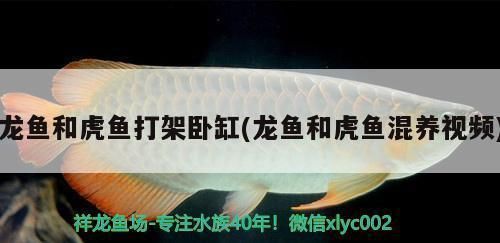 龍魚和虎魚打架臥缸：如何避免龍魚和虎魚打架