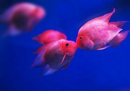 紅龍魚兩天喂一次行嗎, 龍魚百科 第2張 紅龍魚兩天喂一次行嗎, 紅龍魚兩天喂一次行嗎, 龍魚百科 第2張