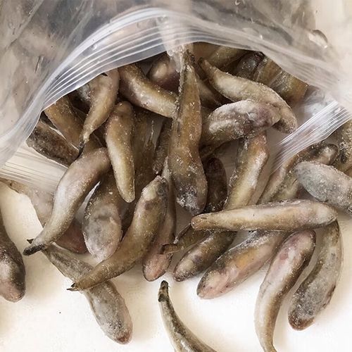 養龍魚喂什么好 養龍魚喂什么好 龍魚百科 第5張