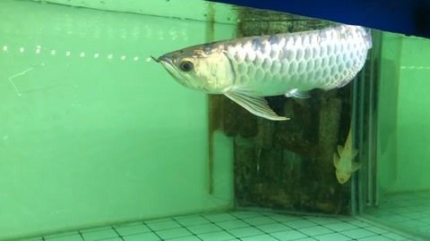 喂食金龍魚(yú)跳缸后還能活嗎（金龍魚(yú)跳缸后是否能存活取決于多種因素金龍魚(yú)跳缸后是否能存活） 喂食金龍魚(yú)跳缸后還能活嗎（金龍魚(yú)跳缸后是否能存活取決于多種因素金龍魚(yú)跳缸后是否能存活） 龍魚(yú)百科 第3張