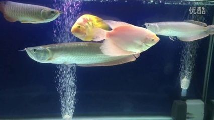 喂食金龍魚(yú)跳缸后還能活嗎（金龍魚(yú)跳缸后是否能存活取決于多種因素金龍魚(yú)跳缸后是否能存活） 喂食金龍魚(yú)跳缸后還能活嗎（金龍魚(yú)跳缸后是否能存活取決于多種因素金龍魚(yú)跳缸后是否能存活） 龍魚(yú)百科 第5張