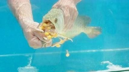 喂食金龍魚(yú)跳缸后還能活嗎（金龍魚(yú)跳缸后是否能存活取決于多種因素金龍魚(yú)跳缸后是否能存活） 喂食金龍魚(yú)跳缸后還能活嗎（金龍魚(yú)跳缸后是否能存活取決于多種因素金龍魚(yú)跳缸后是否能存活） 龍魚(yú)百科 第4張
