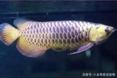 龍魚短身與長身的區別：短身與長身的區別