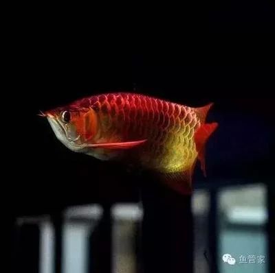 龍魚的喂食間隔取決于多種因素，龍魚多久不喂食沒事：龍魚可以多久不喂食？