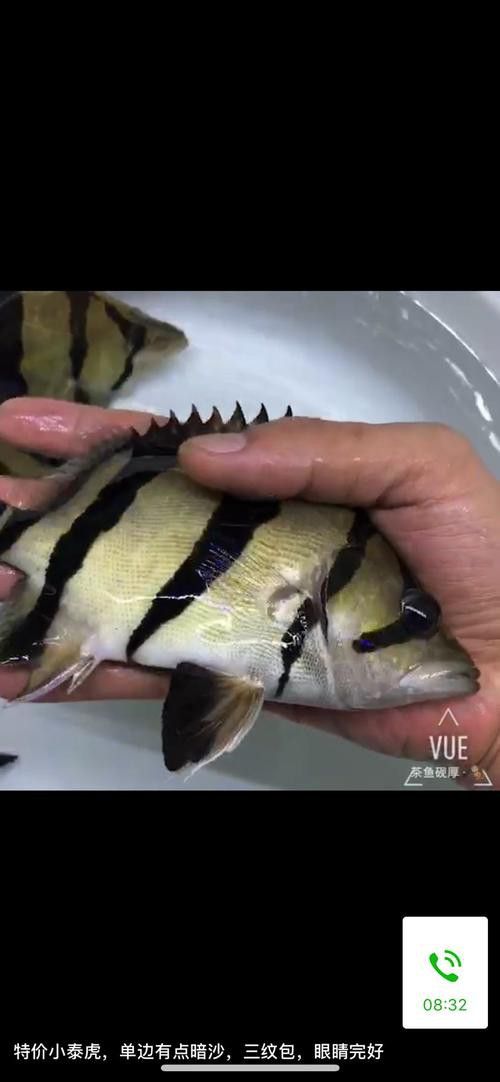 天津龍魚價格及圖片表大全大圖