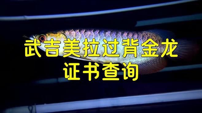 天津龍魚價格及圖片表大全大圖