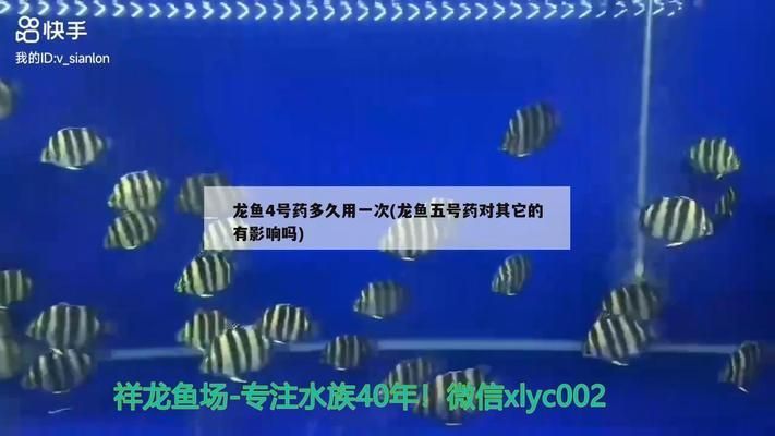 仟湖特別龍魚4號使用方法，龍魚疾病預防日常管理