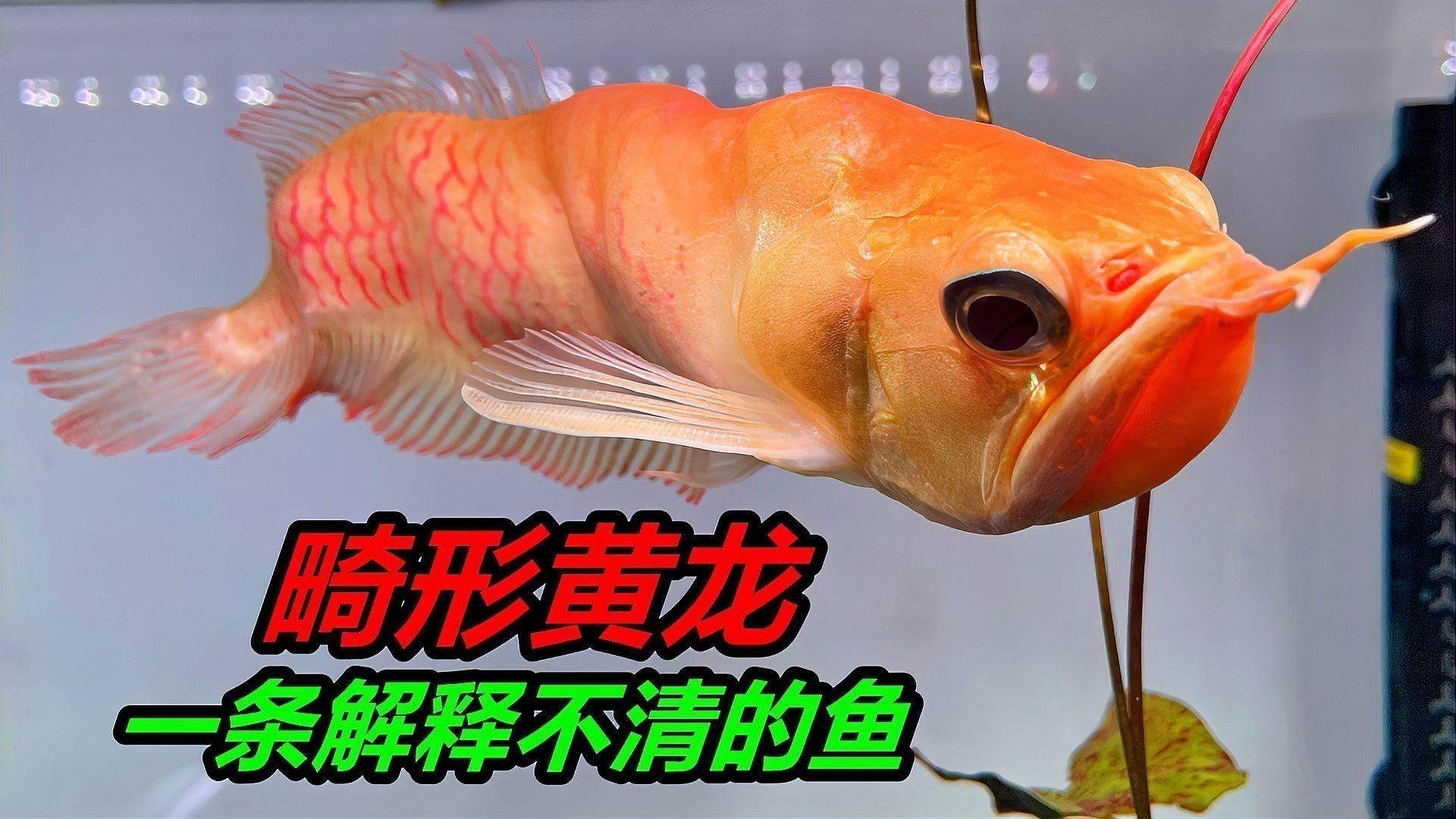 銀龍魚價格多少錢一條40公分