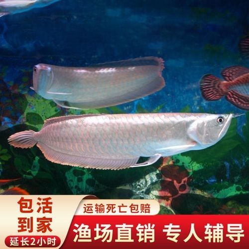 銀龍魚價格多少錢一條40公分