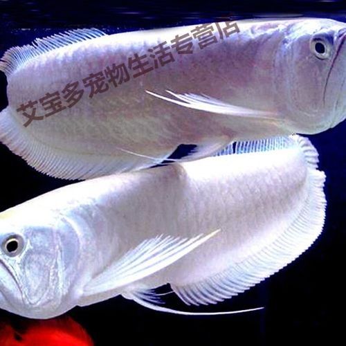 銀龍魚價格多少錢一條40公分