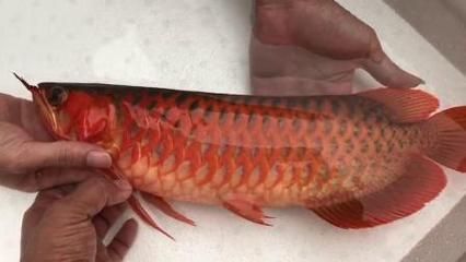 紅龍魚福龍王怎么養活,紅龍魚福龍王怎么養活的快:如何正確飼養紅龍魚 龍魚百科 第1張 紅龍魚福龍王怎么養活,紅龍魚福龍王怎么養活的快:如何正確飼養紅龍魚 紅龍魚福龍王怎么養活,紅龍魚福龍王怎么養活的快:如何正確飼養紅龍魚 龍魚百科 第1張