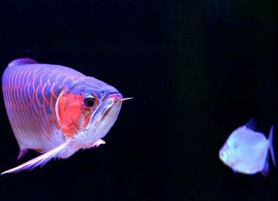 哪種金龍魚好養活一點的，如何挑選一只好養活的金龍魚 哪種金龍魚好養活一點的，如何挑選一只好養活的金龍魚 龍魚百科 第1張