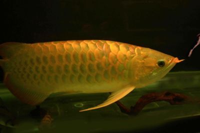 哪種金龍魚好養活一點的，如何挑選一只好養活的金龍魚 哪種金龍魚好養活一點的，如何挑選一只好養活的金龍魚 龍魚百科 第3張