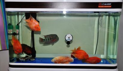 福魟魟魚最佳飼養環境設置, 龍魚百科 第3張 福魟魟魚最佳飼養環境設置, 福魟魟魚最佳飼養環境設置, 龍魚百科 第3張