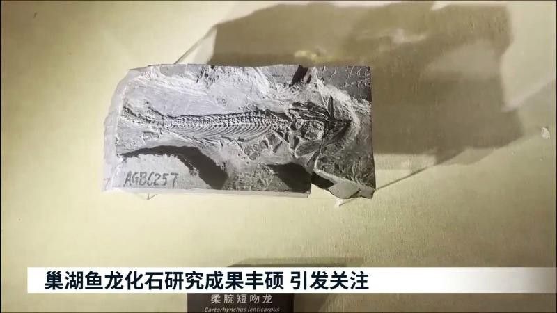 巢湖龍化石的發(fā)掘過程是怎樣的？ 巢湖龍化石的發(fā)掘過程是怎樣的？ 龍魚百科 第1張