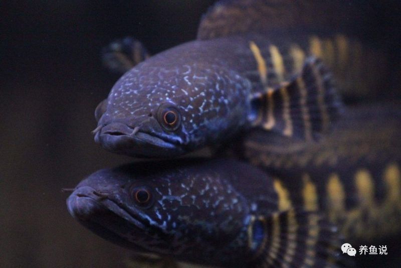 雷龍魚老是跳缸