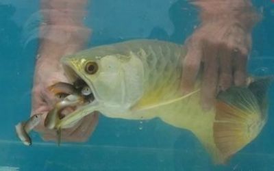 龍魚不停張嘴是什么原因