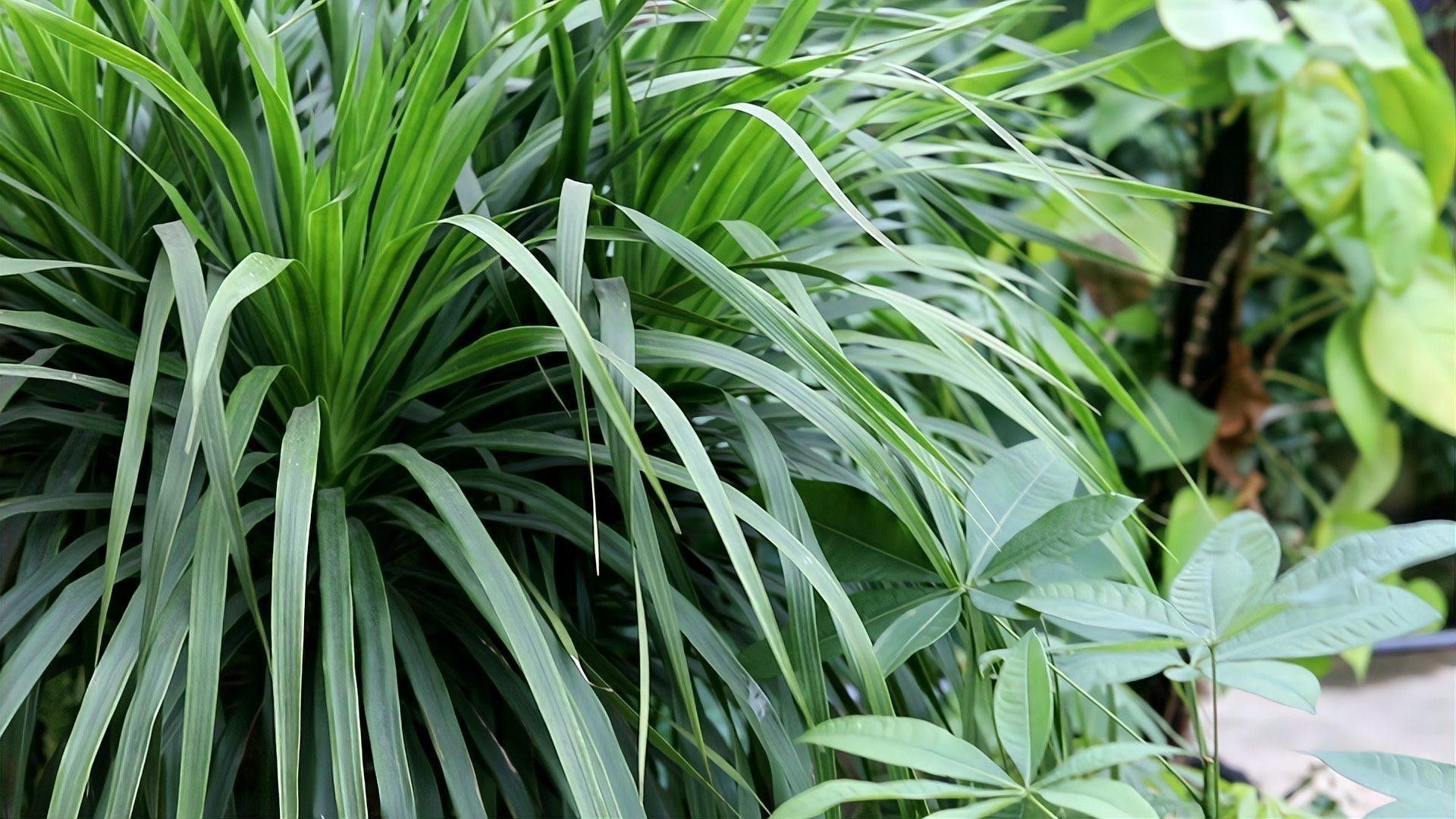 哪些植物不適合放在臥室？ 哪些植物不適合放在臥室？ 龍魚百科 第3張