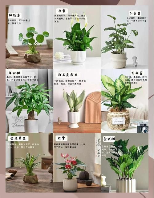 哪些植物不適合放在臥室? 龍魚百科 第8張 哪些植物不適合放在臥室? 哪些植物不適合放在臥室? 龍魚百科 第8張