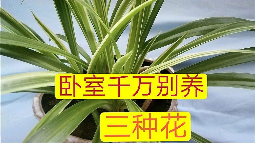 哪些植物不適合放在臥室？ 哪些植物不適合放在臥室？ 龍魚百科 第7張