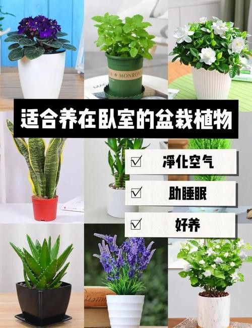 哪些植物不適合放在臥室? 龍魚百科 第9張 哪些植物不適合放在臥室? 哪些植物不適合放在臥室? 龍魚百科 第9張