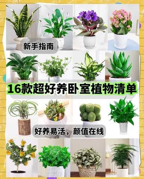哪些植物不適合放在臥室? 龍魚百科 第10張 哪些植物不適合放在臥室? 哪些植物不適合放在臥室? 龍魚百科 第10張