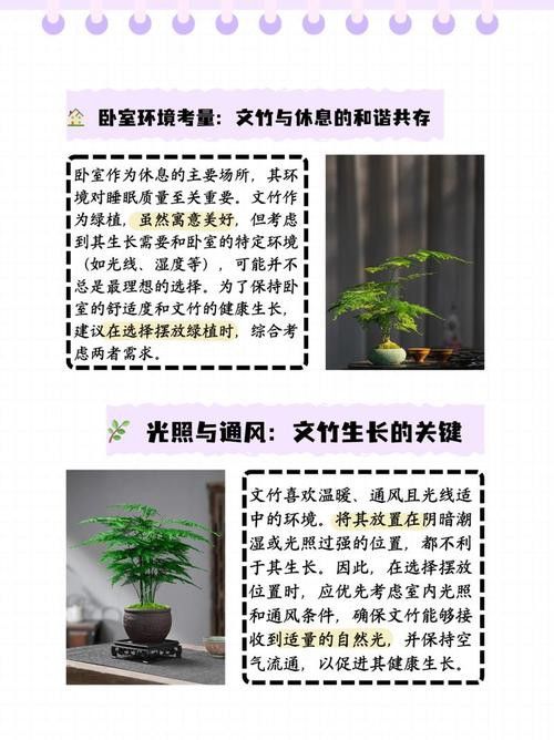 哪些植物不適合放在臥室? 龍魚百科 第11張 哪些植物不適合放在臥室? 哪些植物不適合放在臥室? 龍魚百科 第11張