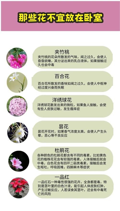 哪些植物不適合放在臥室? 龍魚百科 第12張 哪些植物不適合放在臥室? 哪些植物不適合放在臥室? 龍魚百科 第12張