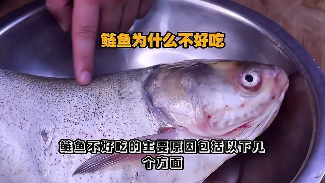 鰱魚為什么那么難吃