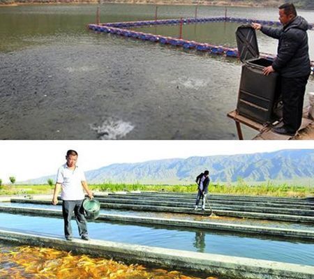 龍魚產地哪里：龍魚的產地遍布全球多個國家