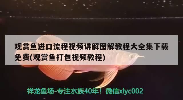 活體龍魚打包技巧：應(yīng)新環(huán)境，龍魚打包技巧 活體龍魚打包技巧：應(yīng)新環(huán)境，龍魚打包技巧 龍魚百科 第5張