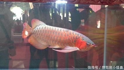 活體龍魚打包技巧：應(yīng)新環(huán)境，龍魚打包技巧 活體龍魚打包技巧：應(yīng)新環(huán)境，龍魚打包技巧 龍魚百科 第4張