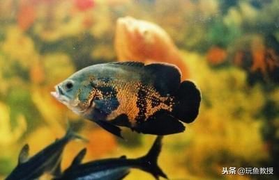 龍魚與地圖魚的關系（地圖魚和龍魚的食性存在差異，龍魚不太可能吃地圖魚）