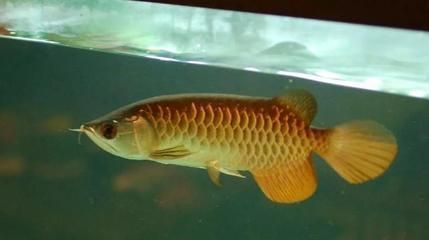 龍魚老是撞缸蓋子什么原因：龍魚撞缸蓋子可能由多種因素引起