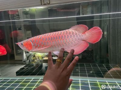 龍魚吧百度貼吧官網：關于龍魚吧百度貼吧官網的詳細信息