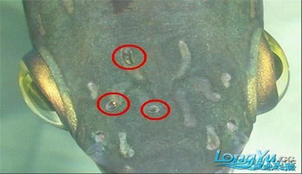 龍魚爛頭病最佳治療周期