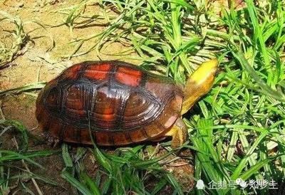 龍魚突然很暴躁亂咬（龍魚出現(xiàn)暴躁亂咬的行為可能導致龍魚產(chǎn)生應激反應）