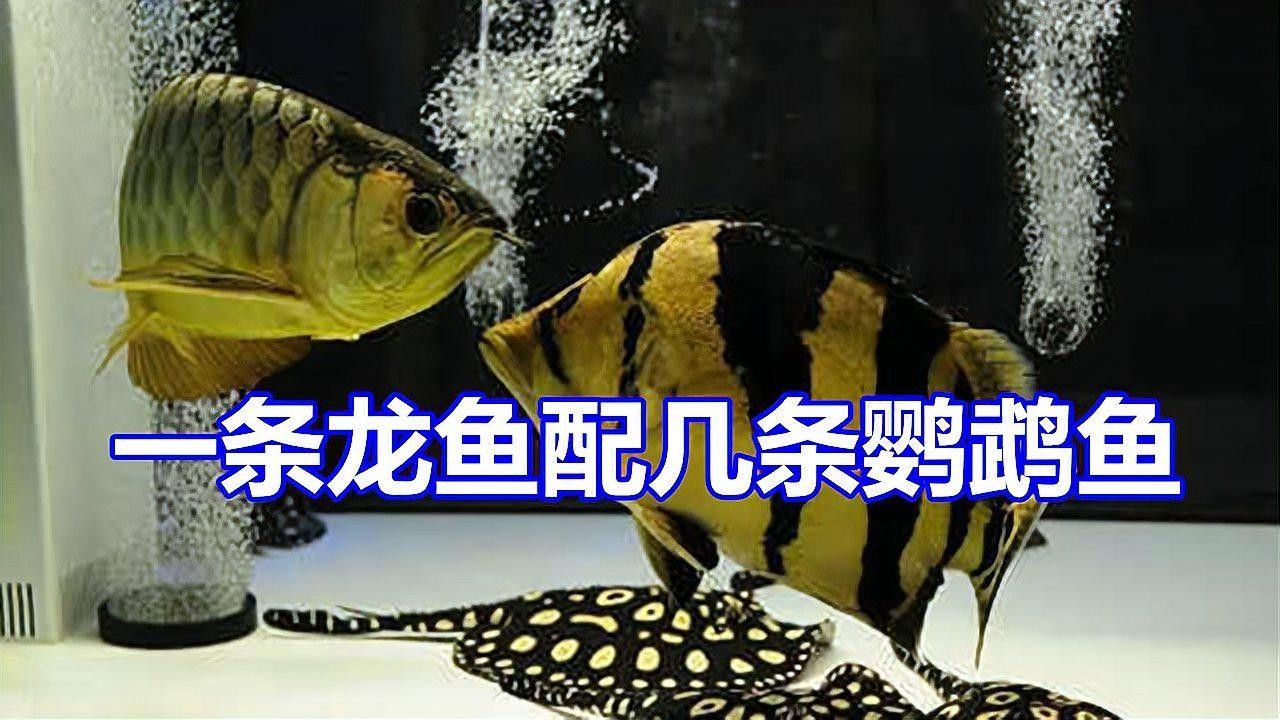 龍魚和鸚鵡魚混養