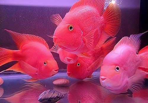 龍魚和鸚鵡魚混養