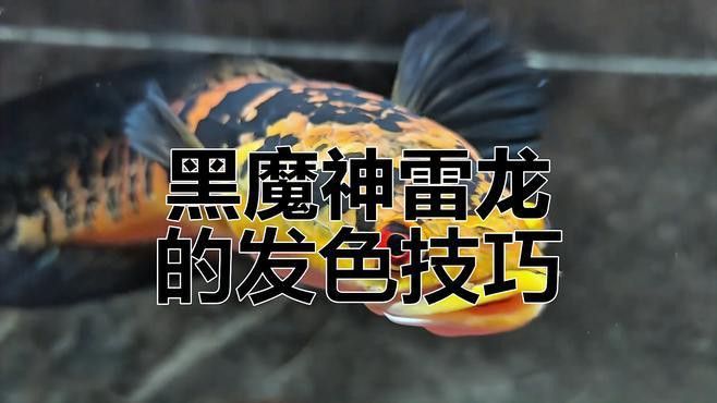 哪種雷龍魚最好看圖片 哪種雷龍魚最好看圖片 龍魚百科 第28張