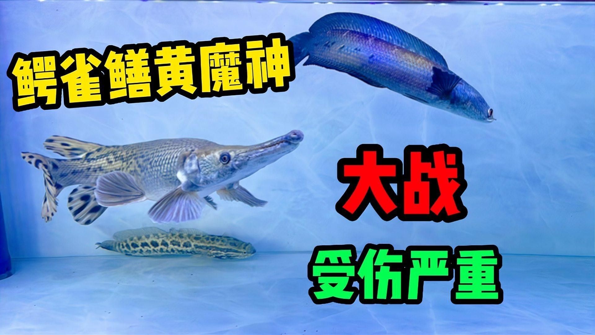 鱷雀鱔和雷龍魚能混養嗎