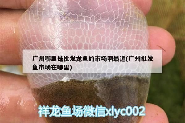 黃金河虎魚繁殖環境優化技巧，黃金河虎魚繁殖期飼料搭配如何監測黃金河虎魚水質變化