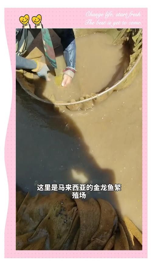 龍魚成長過程圖片欣賞大全