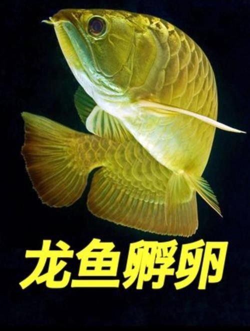 龍魚成長過程圖片欣賞大全
