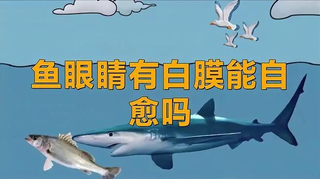 龍魚眼睛白膜多久會自愈？